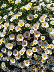 field of daisies