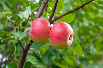 Red Ripe apples on a branch on a background of green foliage. Close-up on a sunny day
