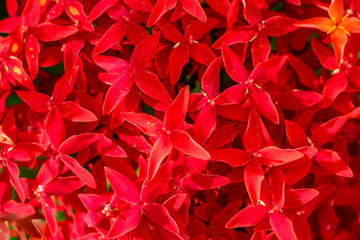Beautiful of red spike flower or Ixora chinensis in the garden ,Nature background.