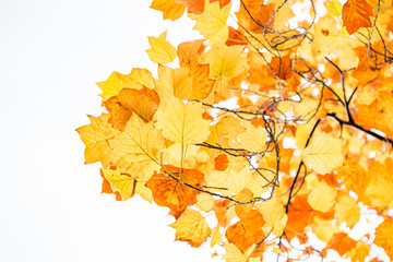 beautiful yellow and orange maple leaves on the branch under bright background