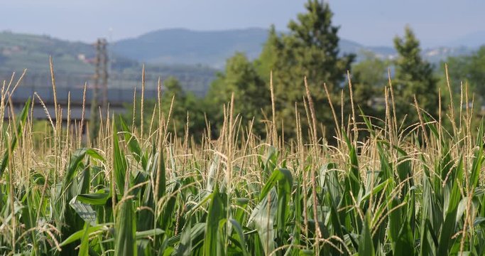 Application of trichogramma by drone for controlling the european corn borer