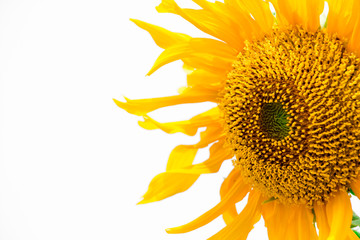 Isolated of beautiful bright sunflower on white background, Nature background with yellow flower at summer time.