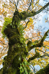 tall tree in the park with twisted thick trunk covered with green mosses and dense yellow leaves cover most of the branches under cloudy blue sky