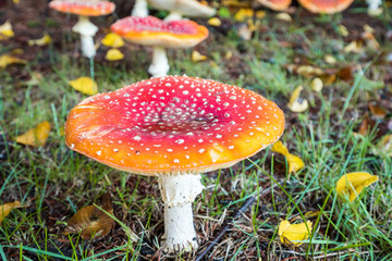 one  big spotted red mushroom grown on yellow leaves covered grassy ground in front another field of mushrooms.