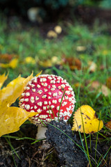 spotted red mushroom with dome shaped cap grown on yellow leaves covered green grassy field.