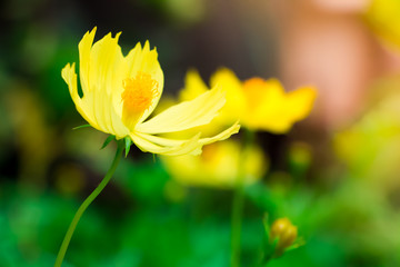 Beauty of yellow flowers cosmos blooming beautifully at morning light in summer time.