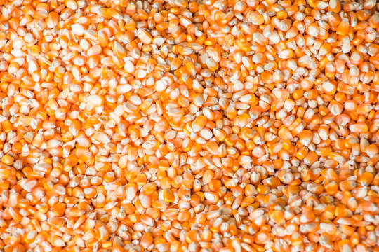 Corn kernels removed from pods for animal feed, Texture background of yellow corn vegetable pattern bulk corn grains. 