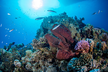 View of a reef covered with various hard corals and tube sponges surrounded against the sun, by...