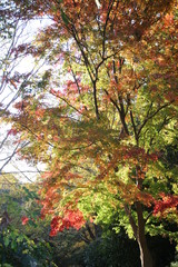 紅葉する森を見上げる