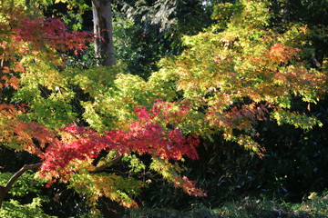 紅葉する森を見上げる