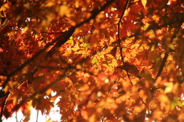 紅葉する森を見上げる