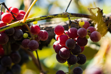 Fresh organic red grapes on vine