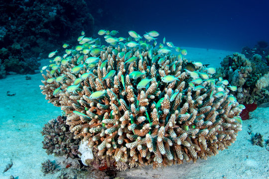 Beautiful acropora coral, with a school of blue green chromis (Chromis viridis) hiding among its branches, Red Sea, Egypt