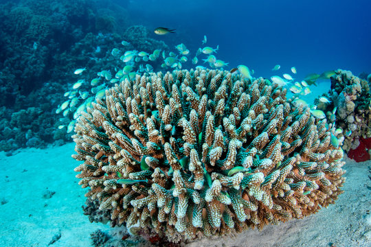 Beautiful acropora coral, with a school of blue green chromis (Chromis viridis) hiding among its branches, Red Sea, Egypt