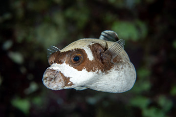 Masked puffer, Arothron Diadematus closeup in the tropical coral reef of Red Sea 