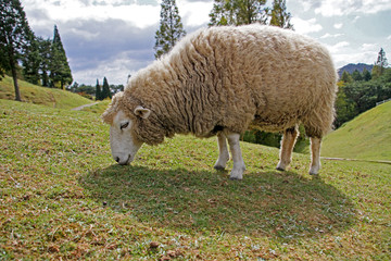 Sheep eating grass on the ranch