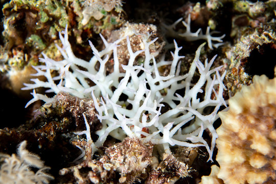 Sceleton of a bleached birdsnest coral (Seriatopora sp) on the reef of the Red Sea, Egypt - Powered by Adobe