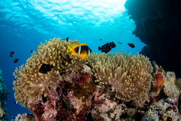 Fototapeta na wymiar Red Sea clownfish, Amphiprion bicinctus closeup