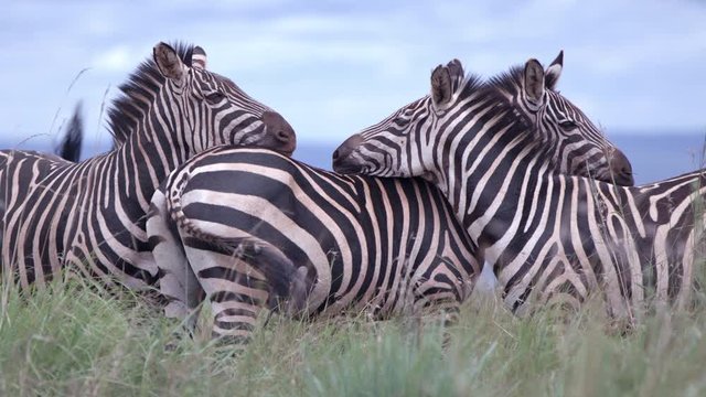 close up group of zebras standing and waving their tail in akagera park 