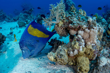 Fototapeta na wymiar Yellowbar Angelfish, Pomacanthus Maculosus in the tropical coral reef of Red sea 