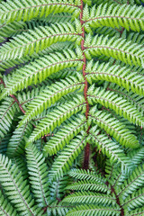 closeup of fresh green silver fern fronds 