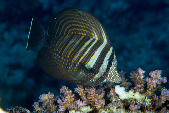 Closeup of Zebrasoma desjardinii, the Red Sea sailfin tang, on the coral reef in Egypt