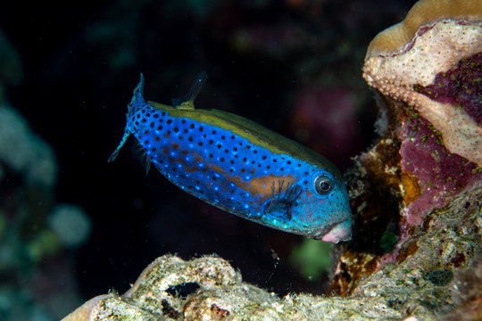 Arabian Boxfish, Ostracion cyanurus