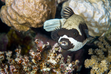 The Masked puffer (Arothron diadematus) closeup in St. John´s Reef, Marsa Alam, Egypt © Krzysztof Bargiel
