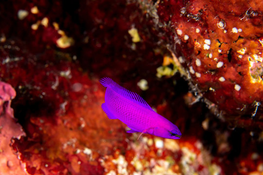 The Orchid dottyback  (Pseudochromis fridmani) against the bright background in St. John´s Reef, Marsa Alam, Egypt