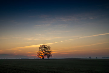 Fototapeta na wymiar Beautiful dark sunset with tree silhouettes