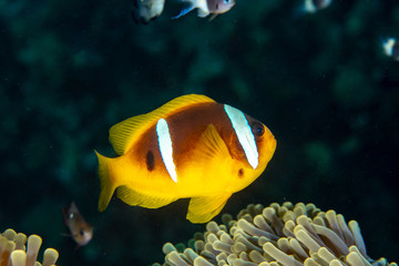 Red Sea clownfish, Amphiprion bicinctus closeup