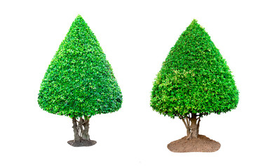 Isolated of tree natural on white background.Beautiful tree from suitable use for natural environment decoration in architectural design, advertising or use with  articles both on print and website.