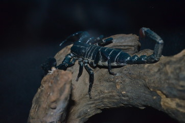 black scorpion