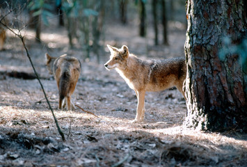 coyote standing by a tree in wooded area
