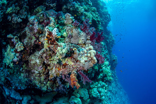 The side wall of a massive coral pinnacle covered by various hard and soft corals, surrounded by various small colorful fishes, St. John´s Reef, Marsa Alam, Egypt