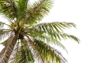 Fototapeta na wymiar Coconut Tree Isolated on White background
