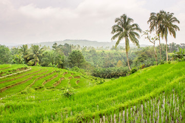 Fototapeta na wymiar landscape rice fields asia, green paddy fields daylight time