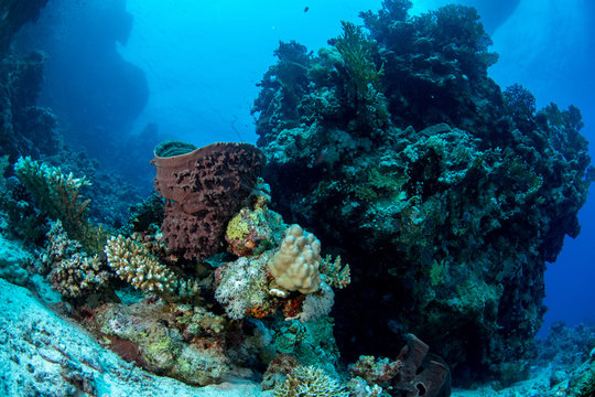 Giant Barrel sponge (Xestospongia testudinaria) among hard corals on a healthy reef in St. John´s Reef, Marsa Alam, Egypt