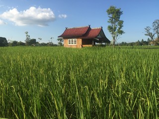 Homestay in the middle of a green rice field thailand Rainy season