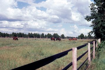 fenced , grassy pasture with horses