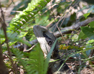 Australian water dragon in bush