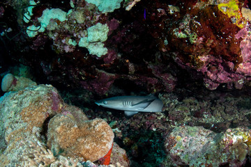 Whitetip reef shark, Triaenodon obesus closeup 