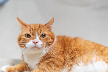 Fototapeta premium Portrait of a domestic cat in a photo studio on a gray background.