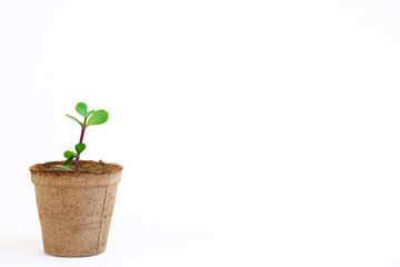 Issolated image of a Small spec boom seedling in a eco friendly biodegradable pot