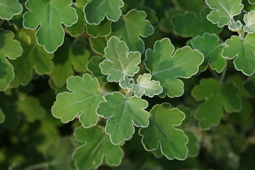 Fototapeta na wymiar 足摺野路菊(アシズリノジギク)の葉