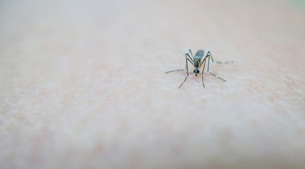 Mosquito sucking blood on human skin cause sick, Malaria,Dengue,Chikungunya,Mayaro fever,Dangerous Zica virus,influenza,Zika virus