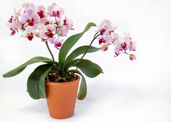 Isolated shot of an orchid pot plant 