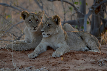 Lion cubs in Chobe National Park await the return of their mother from a hunt.