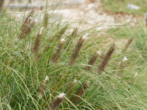 Pennisetum alopecuroides - Japanisches Federborstengras oder Lampenputzergras mit Bl&uuml;tenst&auml;nde des Ziergrases 