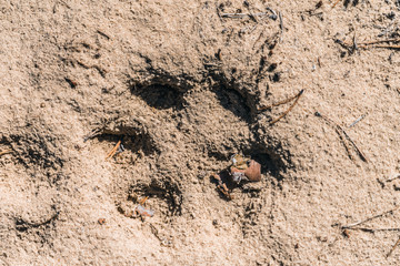 Large dog trail on the sand in the forest.